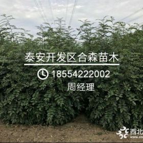 大红袍花椒苗、大红袍花椒苗批发价格、花椒苗基地