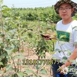 优质苹果苗 鲁丽苹果苗的品种特点 苹果苗基地