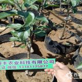 优质苹果树苗 烟富8号苹果苗的特征 苹果苗基地