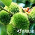 板栗苗品種推薦  優(yōu)質(zhì)果苗  九家種板栗苗