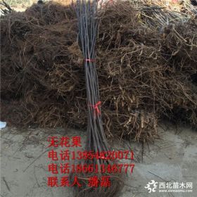 新品种紫果无花果树苗 紫果无花果树苗新品种 紫果无花果树树苗