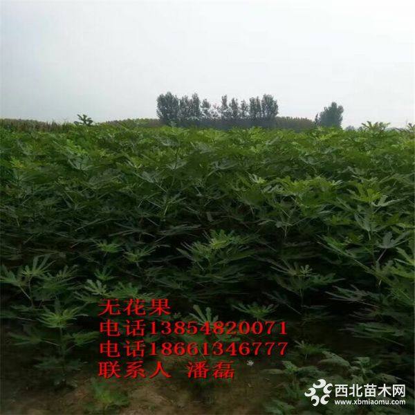 新品种紫果无花果