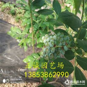 一般藍(lán)莓苗哪個(gè)品種產(chǎn)量高 哪里有藍(lán)莓苗 基地