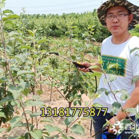 蘋果苗優(yōu)質(zhì)品種 維納斯黃金蘋果苗品種特點 蘋果樹苗價格