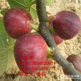 哪里卖无花果树苗 哪里的无花果树苗价格便宜