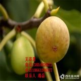 無(wú)花果樹 無(wú)花果苗 無(wú)花果樹苗新品種