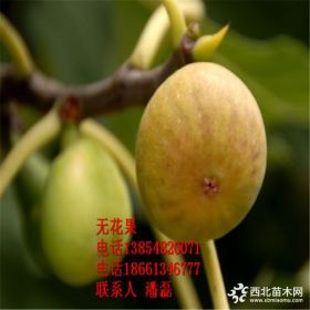 无花果树 无花果苗 无花果树苗新品种