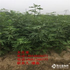 批发无花果树苗 无花果树苗多少钱一棵 无花果树苗新品种