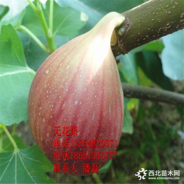 紫果无花果苗