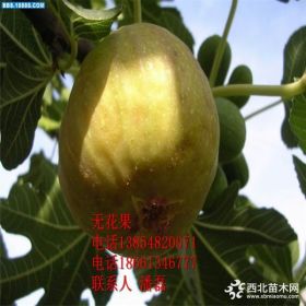 新品种无花果树苗|山东波姬红无花果树苗|山东无花果树苗价格