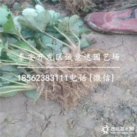 便宜草莓苗哪里有卖的 内有广西草莓苗种植基地