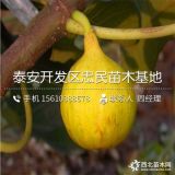 山东无花果树苗价格、批发无花果树苗多少钱一棵