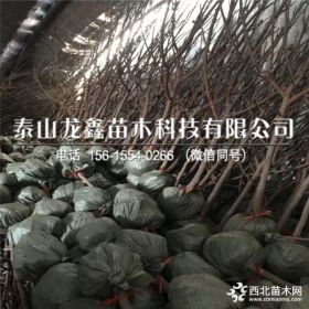 无花果树苗多少钱一棵、无花果树苗出售价格是多少