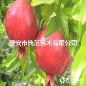 大紅袍石榴苗 大紅袍石榴苗價(jià)格 植株健壯