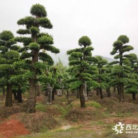 移栽杨梅树 杨梅树批发高杆桩、造型杨梅树