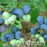 北陆蓝莓树苗种植方式北陆蓝莓苗适应在哪些地方种