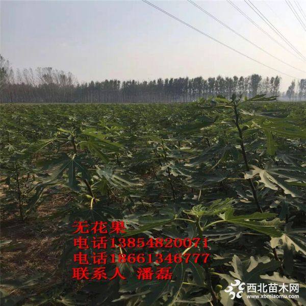 无花果 无花果树