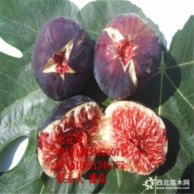 无花果苗 无花果苗新品种 无花果树树苗新品种