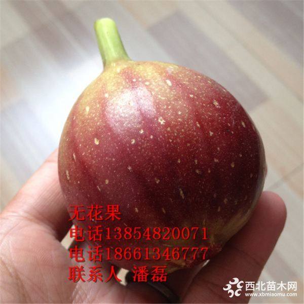 新品种无花果树苗