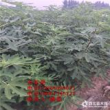 新品种紫果无花果苗 新品种紫果无花果树苗 紫果无花果树苗价格