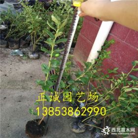 60公分蓝莓苗价格，50公分蓝莓苗价格，20公分蓝莓苗报价