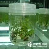 4年的奧尼爾草莓苗價格多少奧尼爾藍莓苗幾年結(jié)果