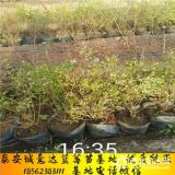 賽提拉藍莓苗基地 賽提拉藍莓苗報價 賽提拉藍莓苗供應