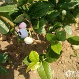 北陆蓝莓适合南方种植吗产量怎么样4年的苗大约多少钱