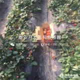 红颜草莓苗出售、红颜草莓苗多少钱一棵、红颜草莓苗基地