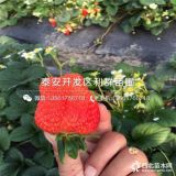 章姬草莓苗出售、章姬草莓苗价格、章姬草莓苗基地