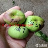 桃树苗栽植新方法 油蟠7号桃树苗哪里有 出售桃树苗基地