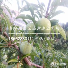 批发风味皇后杏李树苗 风味皇后杏李树苗基地