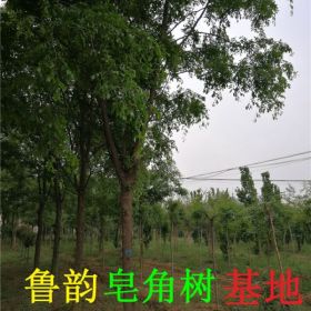 河南皂角树基地12公分皂角树价格