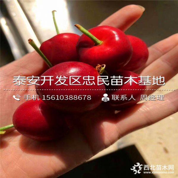 櫻桃樹苗價格