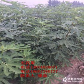 紫果无花果苗 山东紫果无花果苗 山东紫果无花果树苗新品种