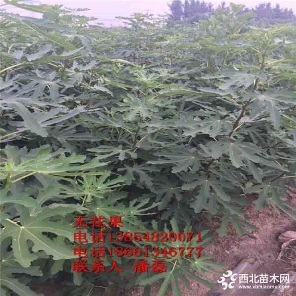 紫果无花果苗