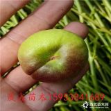 無(wú)毛蟠桃樹苗7號(hào)哪里有賣的 油盤桃樹苗出售價(jià)格 基地批發(fā)油蟠