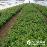 種植藍(lán)莓苗時氣候什么情況下合適種出來的藍(lán)莓苗高產(chǎn)結(jié)果早