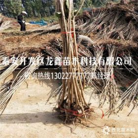 车厘子樱桃树苗哪里有卖的、出售车厘子樱桃树苗基地