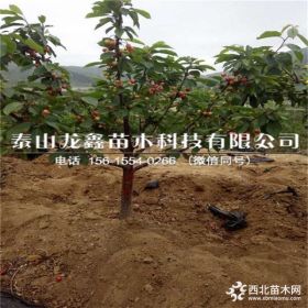 含香樱桃树苗哪里有出售俄罗斯八号含香樱桃苗