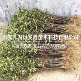 花椒树苗哪里有花椒树苗厂家大红袍花椒苗