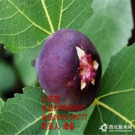 河南紫果无花果苗、紫果无花果树苗新品种、紫果无花果树苗价格