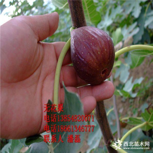 河南紫果无花果苗