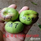 出售3公分桃樹苗 3公分油蟠桃樹苗多少錢一顆哪里有賣的價(jià)格？