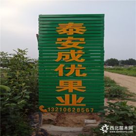 玉露香梨树苗 新品种梨树苗推荐 哪里卖梨树苗