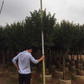 福建云南小叶紫薇袋苗基地价格小叶紫薇开花