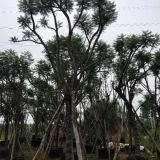 四川藍(lán)花楹價格基地福建藍(lán)花楹移植袋苗價格精品藍(lán)花楹開花種苗