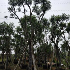 四川蓝花楹价格基地福建蓝花楹移植袋苗价格精品蓝花楹开花种苗