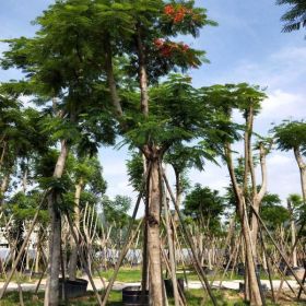 广东凤凰木开花福建厦门凤凰木基地价格种苗凤凰木袋苗小苗