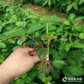 基地直销甜宝草莓 高产草莓苗 现挖出售 价好